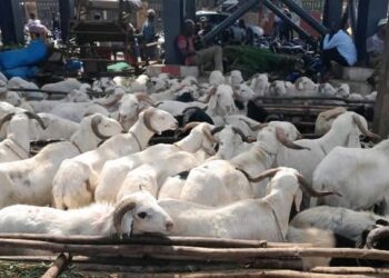 Tabaski 2025 à Conakry : la flambée des prix du bétail met les familles à rude épreuve