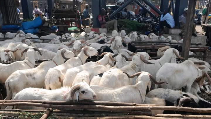 Tabaski 2025 à Conakry : la flambée des prix du bétail met les familles à rude épreuve